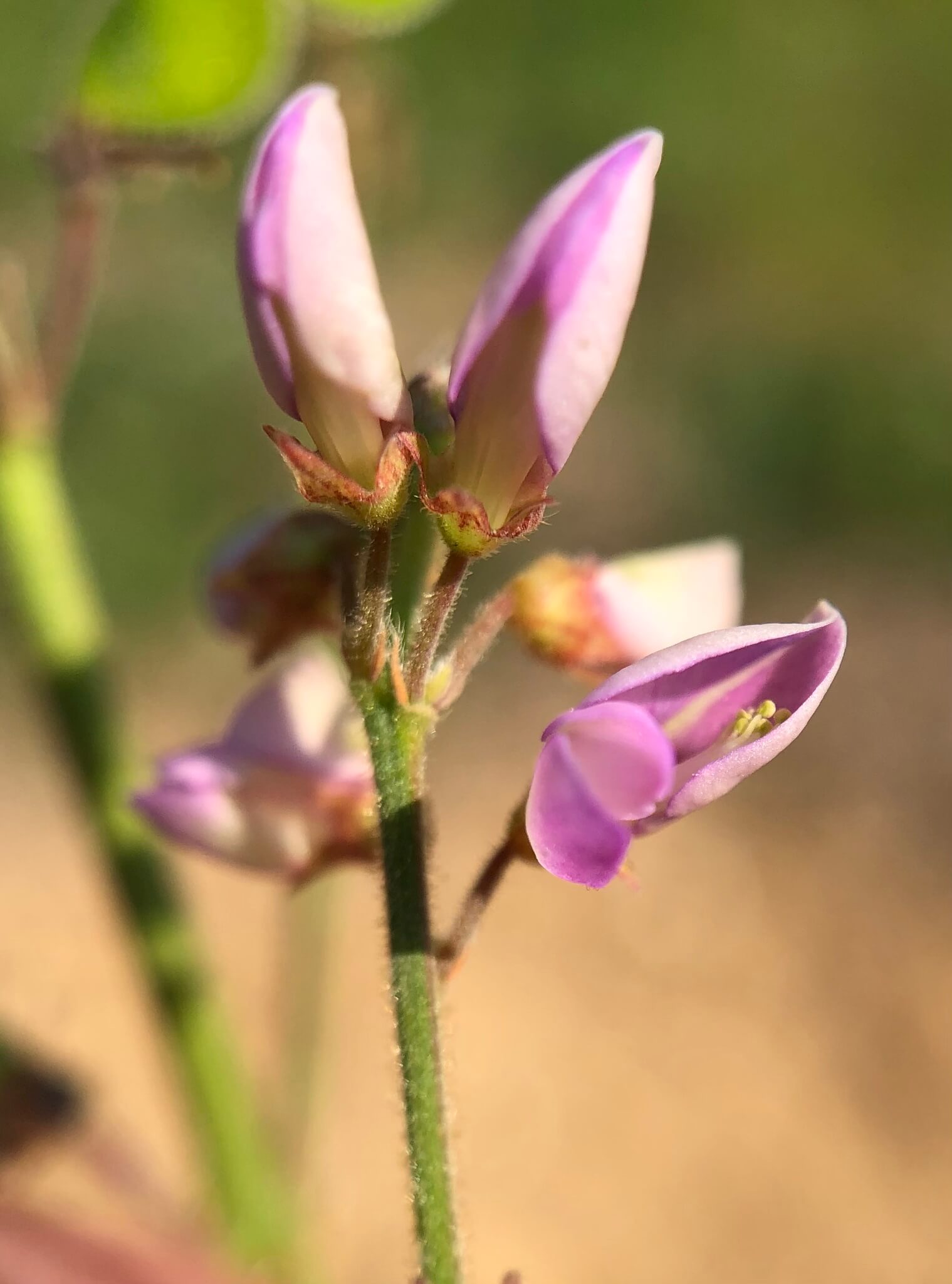 Desmodium cinereum